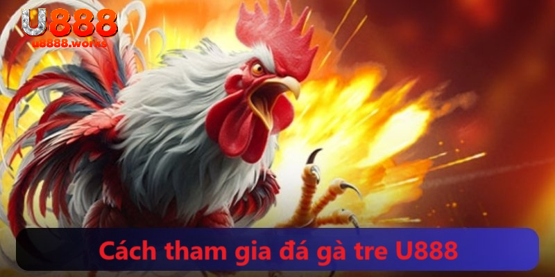 Cách tham gia cá độ đá gà tre tại hệ thống uy tín U888