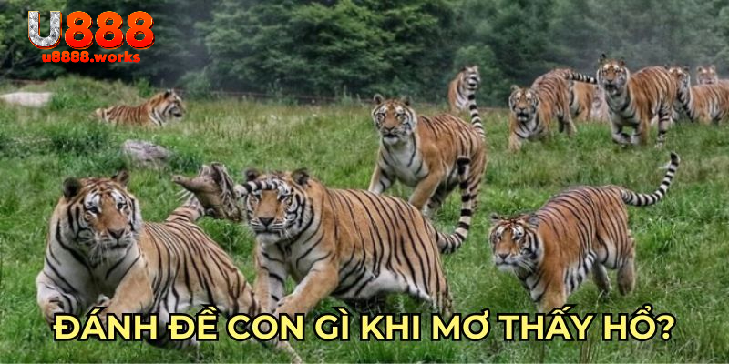 Đánh đề con gì khi mơ thấy hổ?