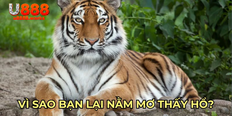 Vì sao bạn lại nằm mơ thấy hổ?